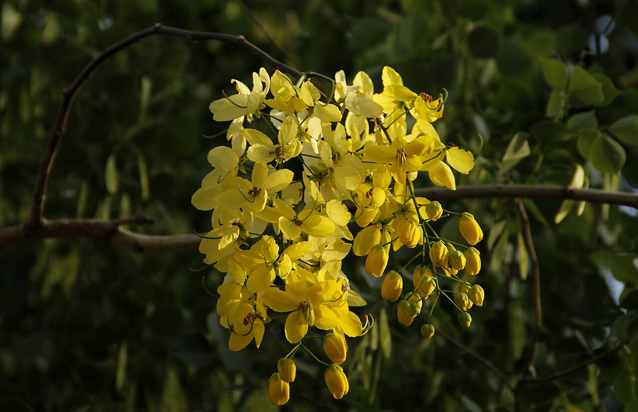Amaltas botanical ingredient