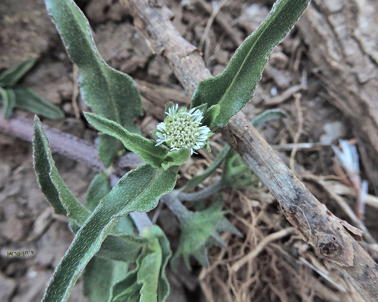 Bhringraj botanical ingredient