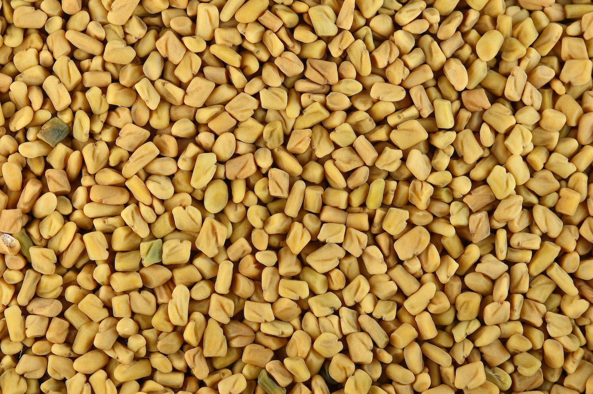 Fenugreek seeds botanical ingredient