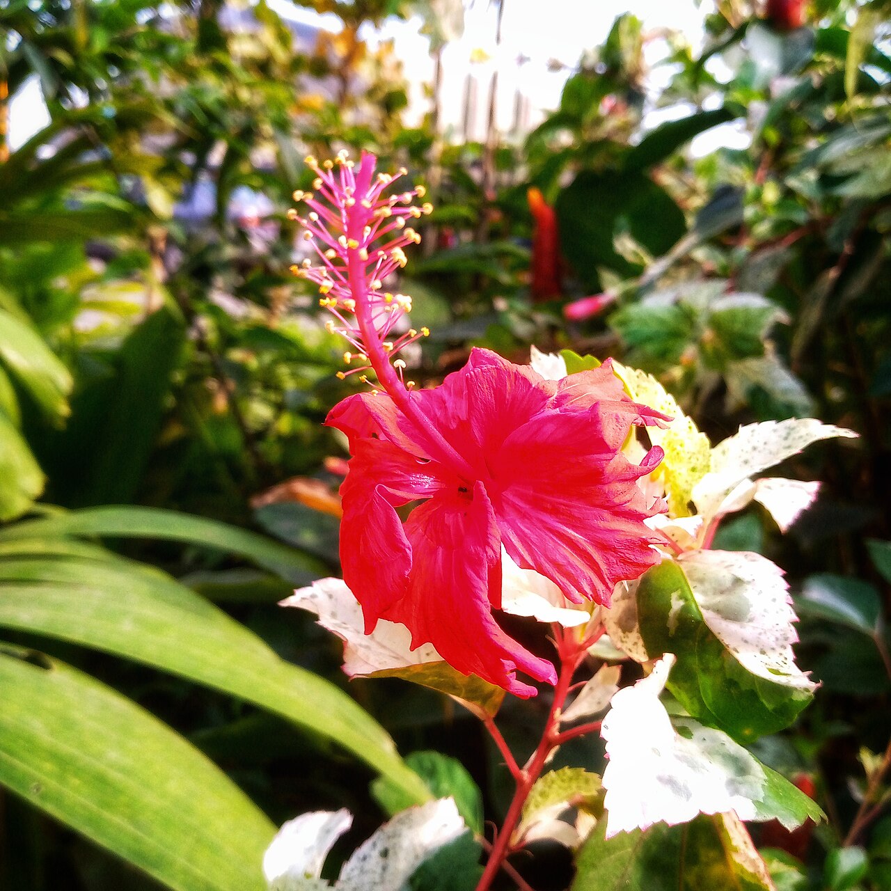 Hibiscus flowers botanical ingredient