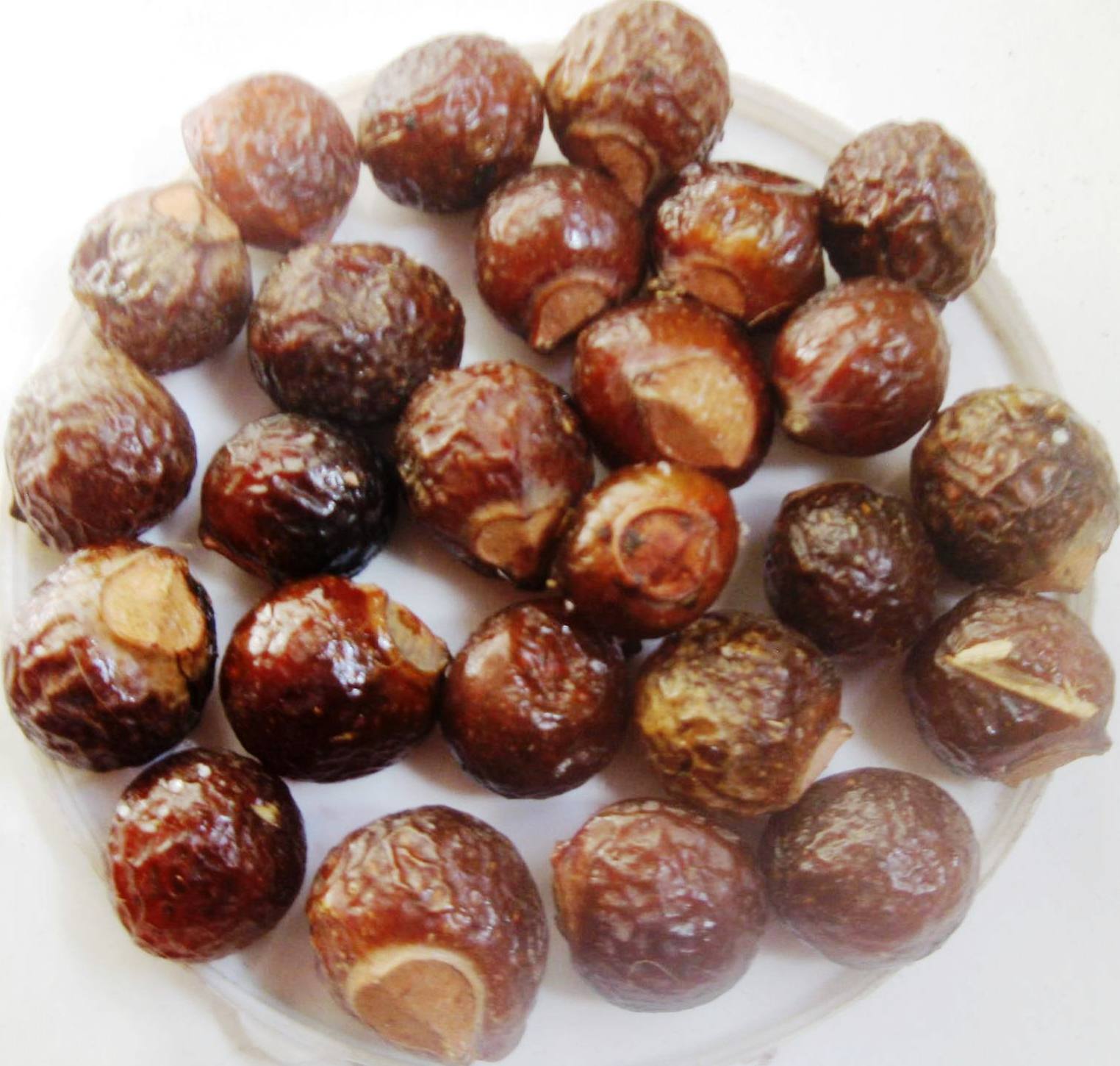 Reetha botanical ingredient